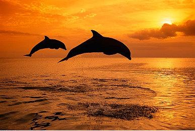 《猎厨狂欢 SEDAP！》亚洲各地均发售！预购即将开始！