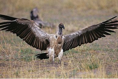 《GTA6》佛罗里达小丑声称受到骚扰 联系律师准备起诉R星