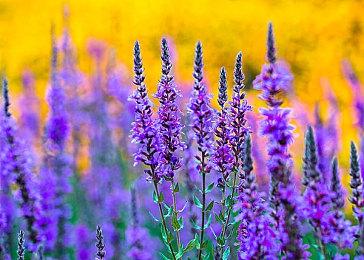 游戏聊天社区Discord整合OpenAI技术 推出多项新功能